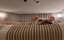 French Bulldog dogs for stud: Healthy platinum boy for Stud - Image 8