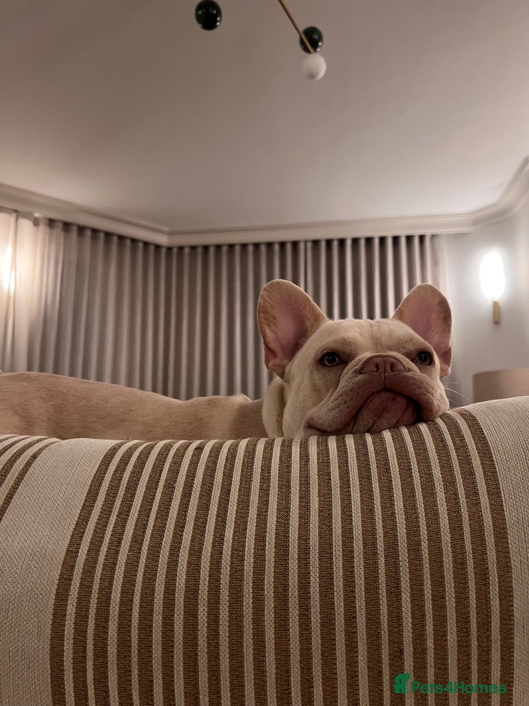 French Bulldog dogs for stud: Healthy platinum boy for Stud - Image 8