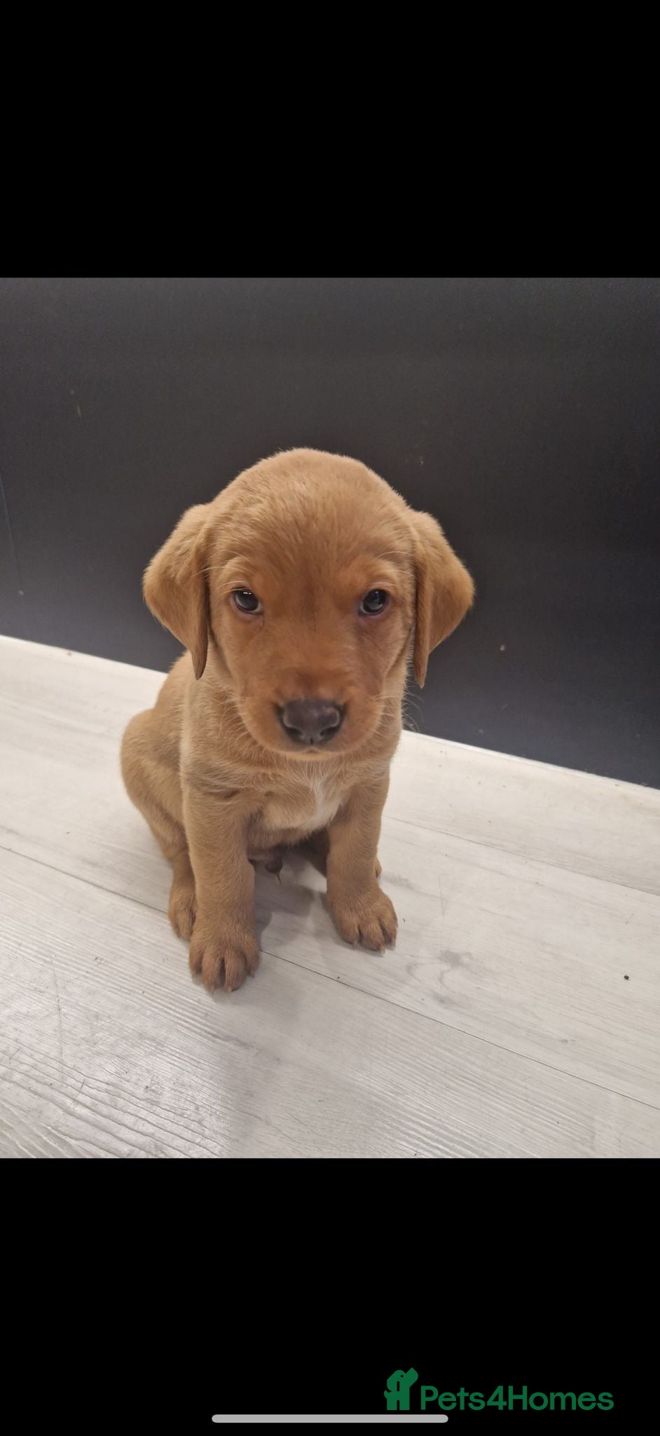 Labrador Retriever dogs 6 stunning fox red Labrador puppies  - Advert 2