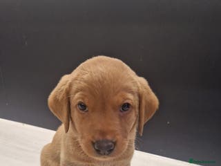 Labrador Retriever dogs 6 stunning fox red Labrador puppies - Advert 4