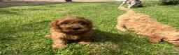 Cavapoo dogs for sale: Cavapoo puppies for sale  in Sittingbourne - Advert 4
