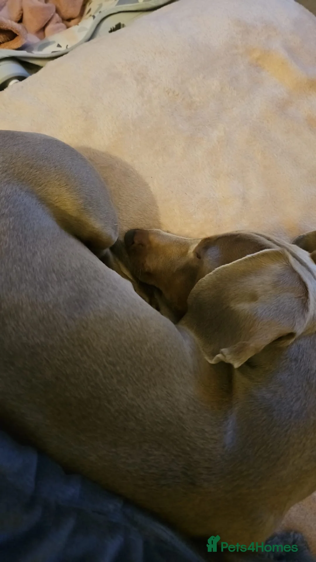 Dachshund dogs for sale: Milo Male Dachund  - Advert 3