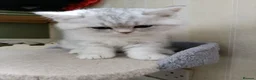 British Shorthair cats for sale: British Shorthair kittens  - Advert 12