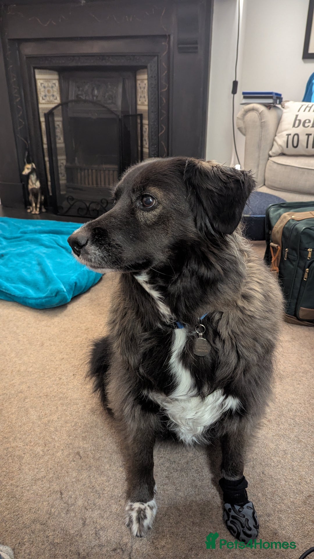 Mixed Breed dogs for adoption: Ruskin - 8 years old, Female, Mixed Breed - Advert 4