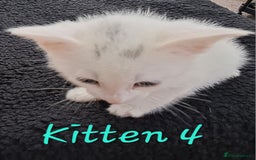 Mixed Breed cats for sale: 4 cute kittens up for sale - Image 32