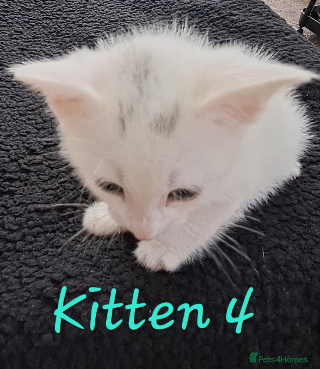 Mixed Breed cats for sale: 4 cute kittens up for sale - Image 32