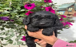 Cockapoo dogs for sale: Ready now Cracking F1 Cockapoos - Image 21