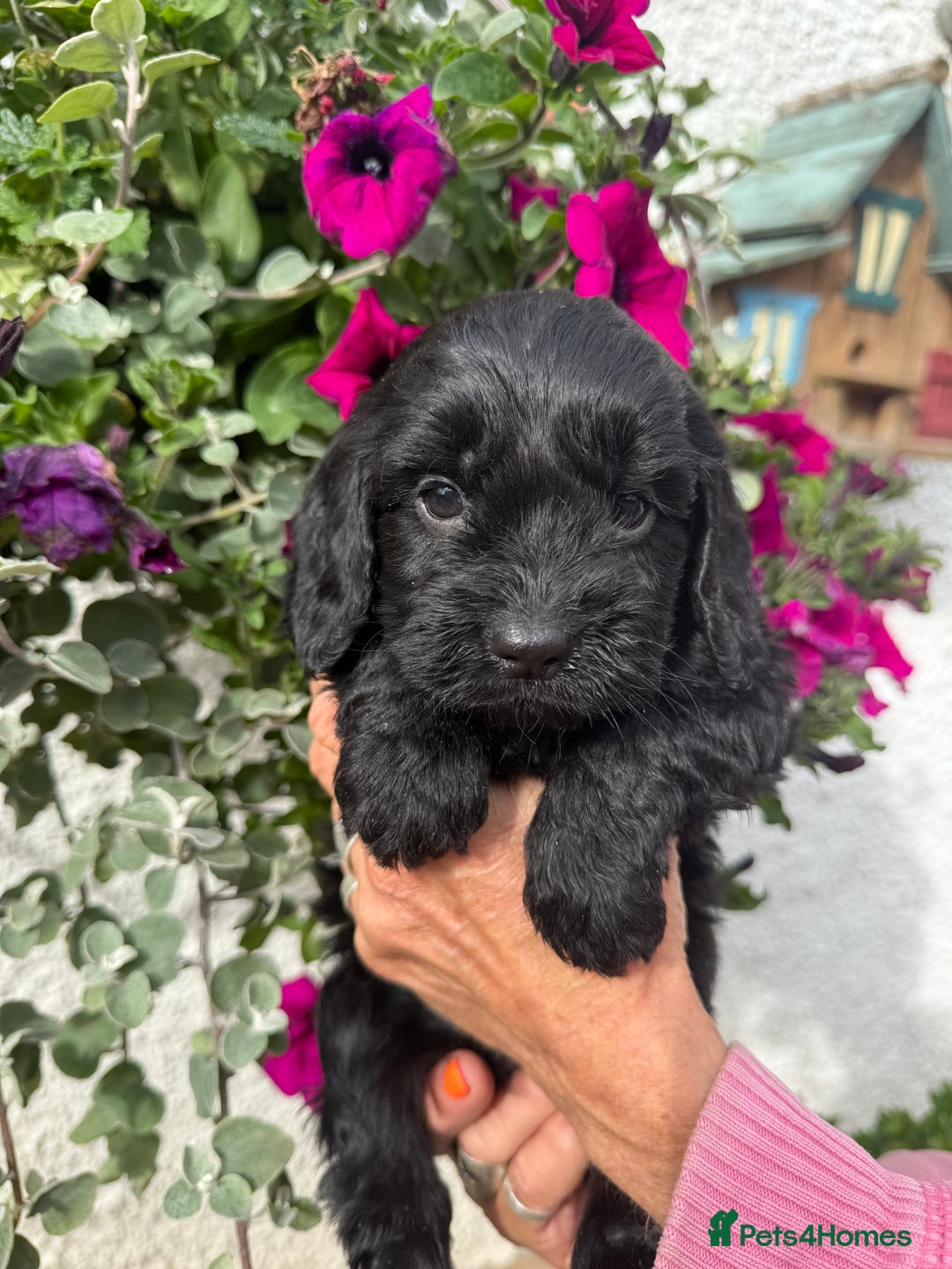 Cockapoo dogs for sale: Ready now Cracking F1 Cockapoos - Image 21