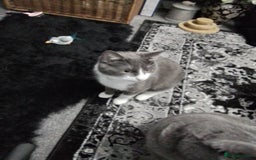 Domestic Shorthair cats for sale: Daisy and Bear - Image 4