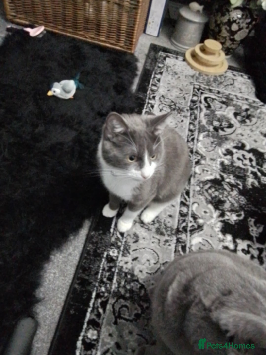 Domestic Shorthair cats for sale: Daisy and Bear - Image 4