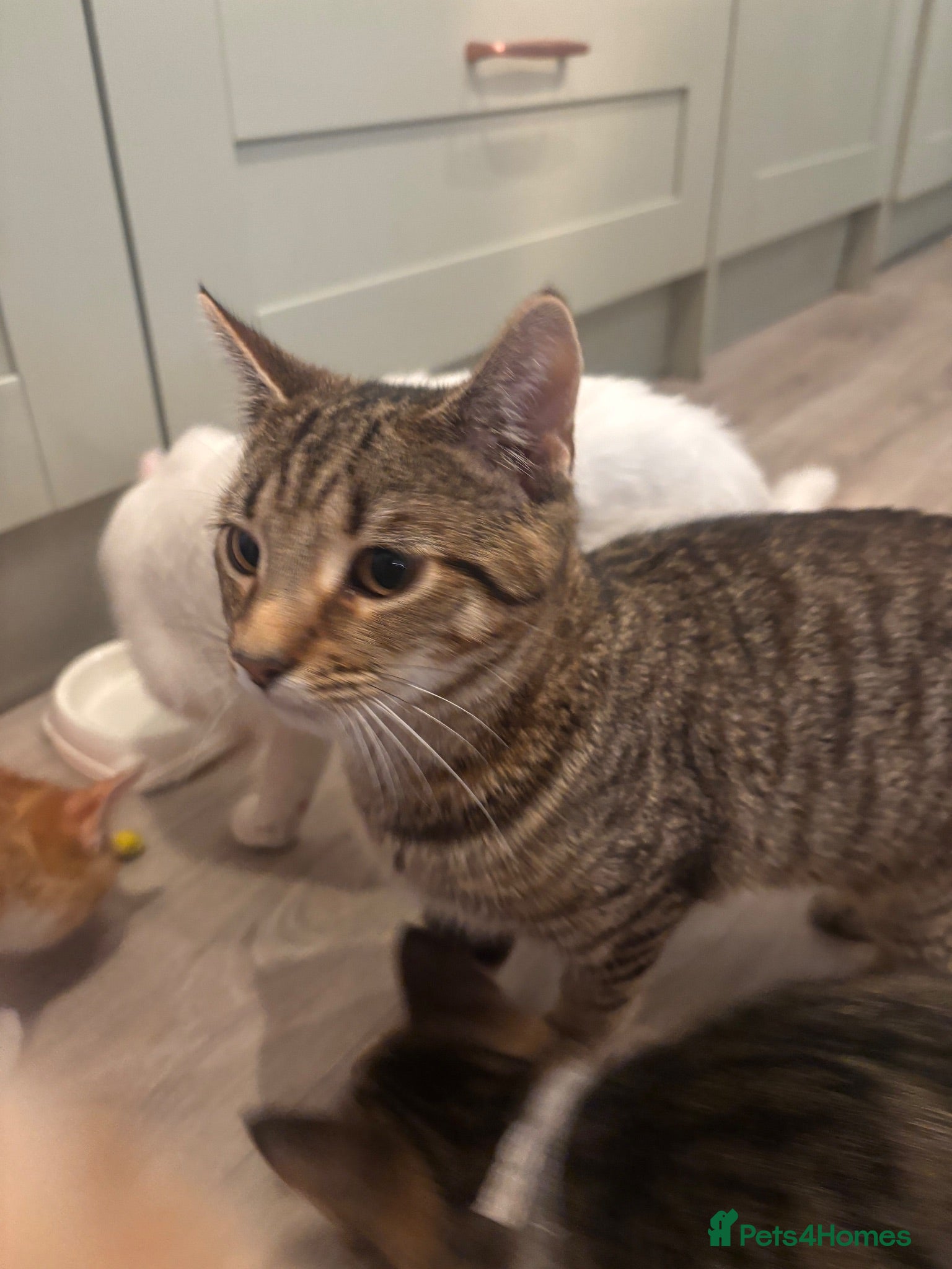Mixed Breed cats 2 beautiful bothers bengal mix - Advert 1