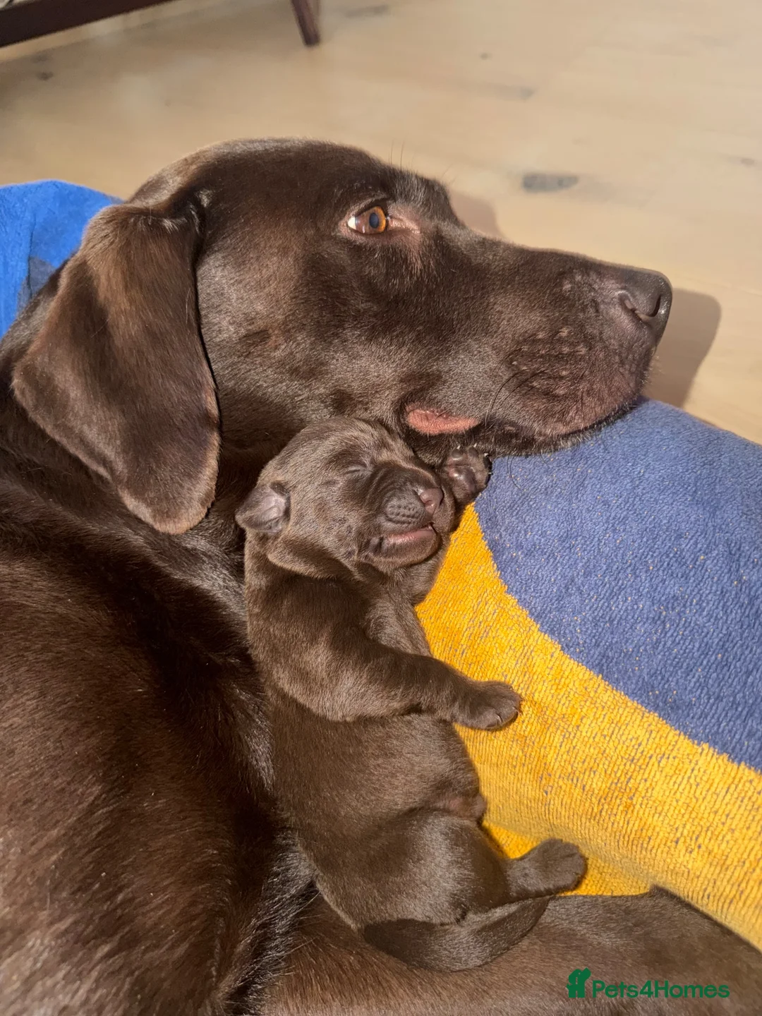 Labrador Retriever dogs for sale: Chocolate Labrador puppies - Advert 2