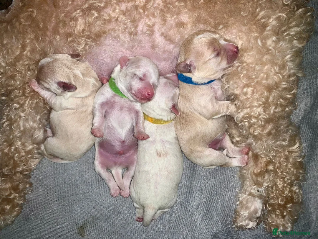 Maltese dogs for stud: Stud dog Available-Miniature Maltese £200 in Mitcham - Advert 6