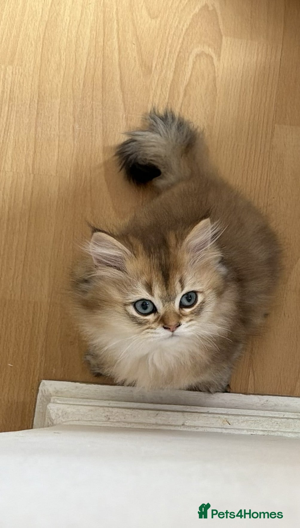 British Shorthair cats for sale: Stunning British shorthair & Longhair kittens - Advert 12