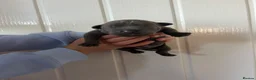Staffordshire Bull Terrier dogs for sale: Staffordshire bull terrier puppy's  in Colchester - Advert 12