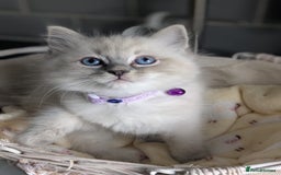 Ragdoll cats for sale: Beautiful Ragdoll kittens - Image 6