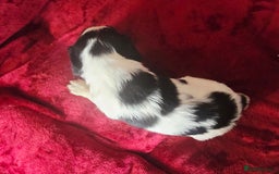 English Springer Spaniel dogs for sale: ⭐️ Ready Stunning KC DNA Vetted, home Ess Pups ⭐️ - Image 35