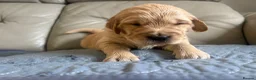 Golden Retriever dogs for sale: Golden Retiever puppies  - Advert 3