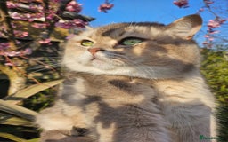 British Shorthair cats for sale: Lilac girl neutered  - Image 1