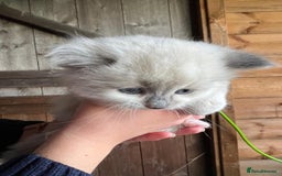 Ragdoll cats for sale: Ragdoll kittens - Image 7