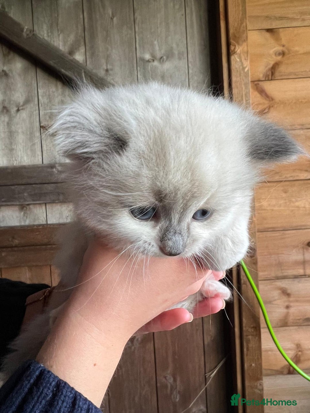 Ragdoll cats for sale: Ragdoll kittens - Image 7