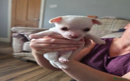 Chihuahua dogs for sale: Chihuahua puppies for sale - Image 4