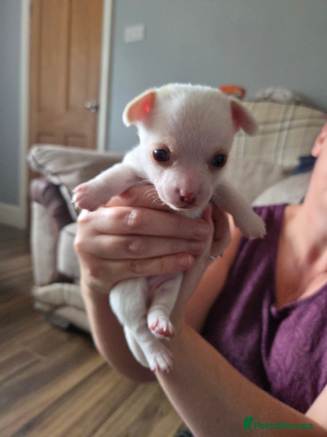 Chihuahua dogs for sale: Chihuahua puppies for sale - Image 4