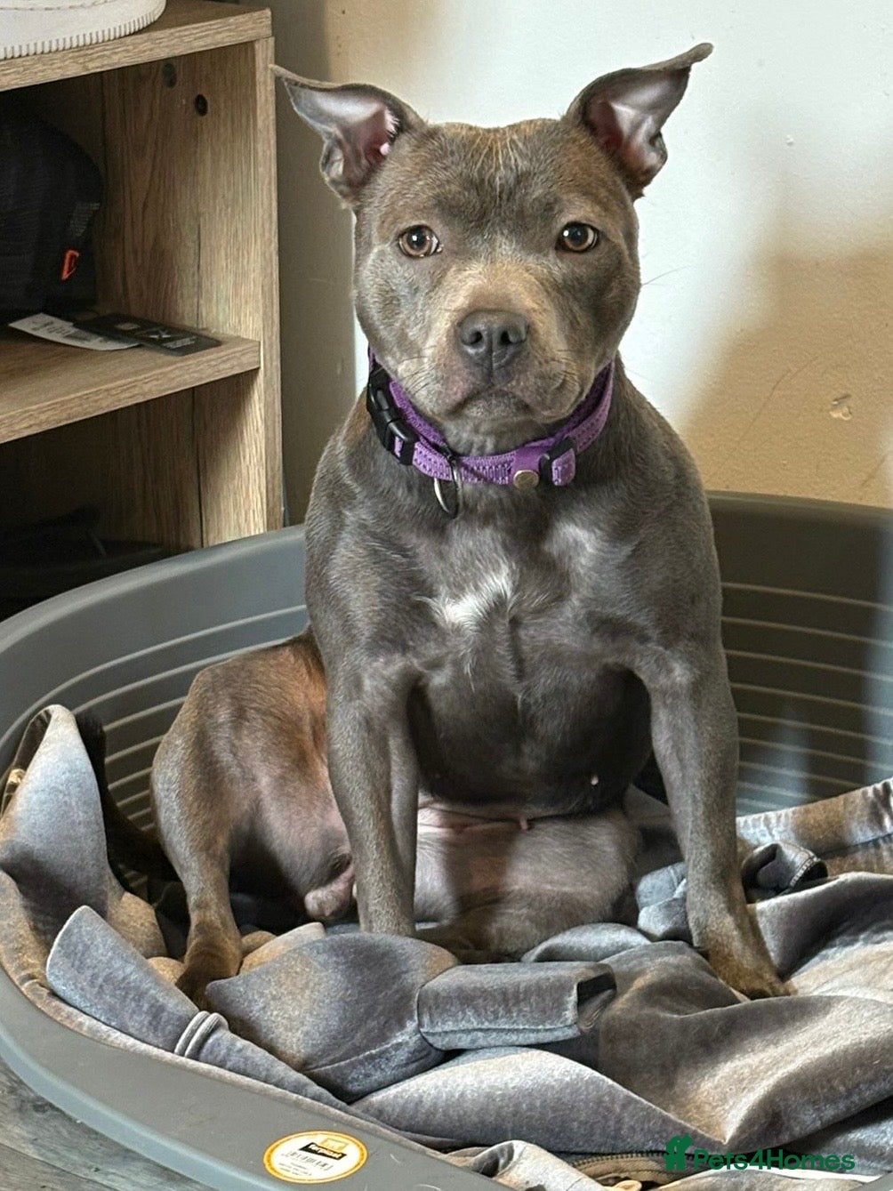 Staffordshire Bull Terrier dogs Female Blue Staffordshire Bull Terrier - Advert 2