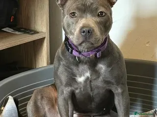 Staffordshire Bull Terrier dogs Female Blue Staffordshire Bull Terrier - Advert 2