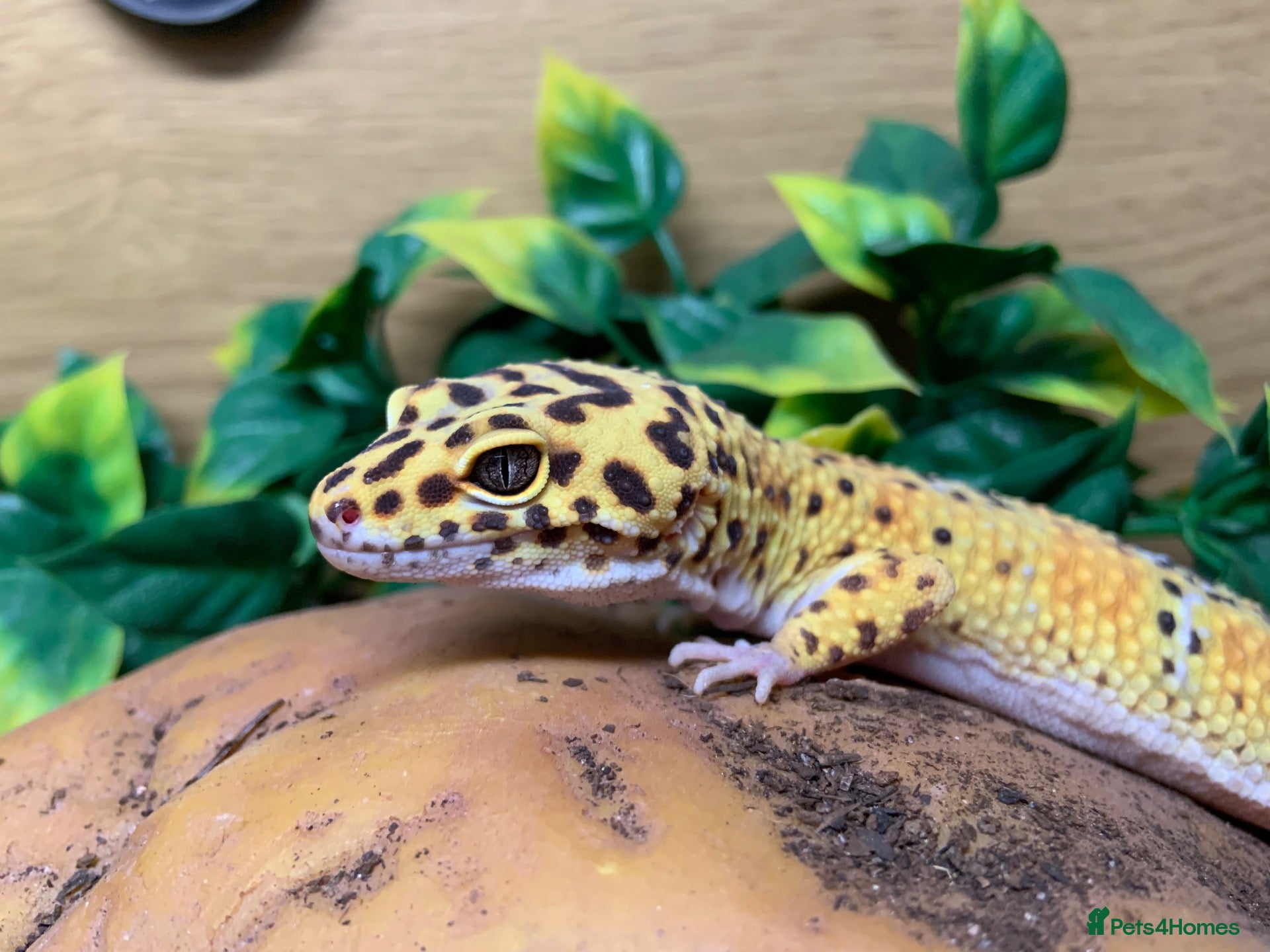 Leopard Gecko reptiles Stunning leopard gecko - Advert 2