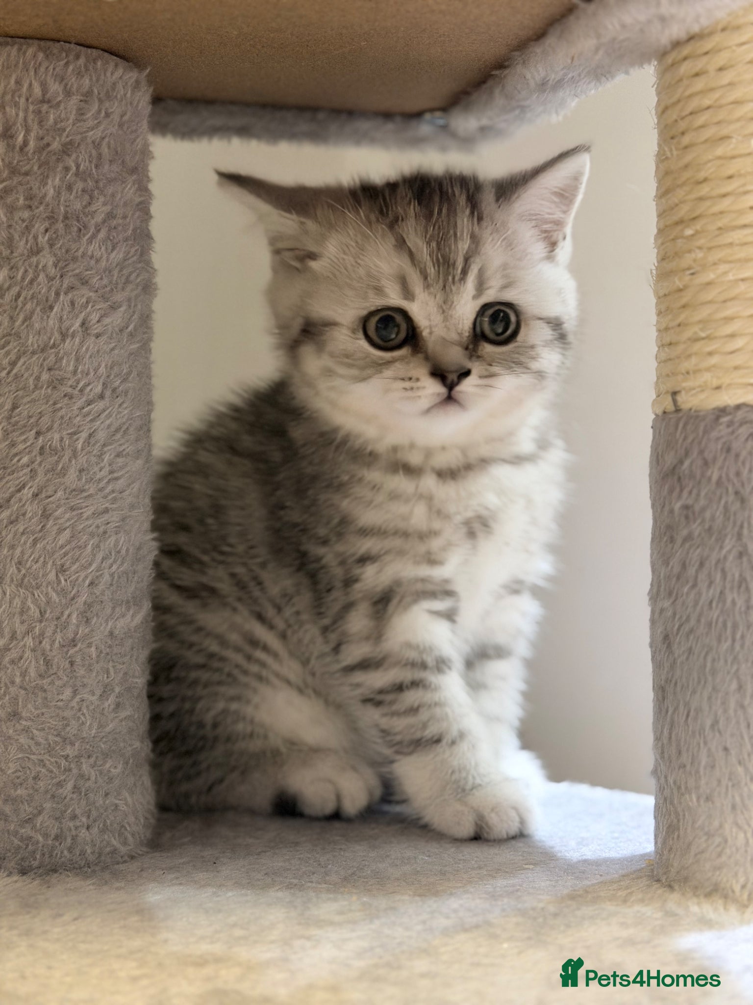 British Shorthair cats for sale: Stunning British Shorthair - Advert 4