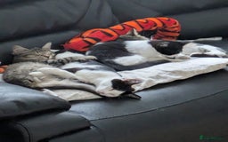 Domestic Shorthair cats for sale: Kind Homes Only – 4 Beautiful Healthy Kittens in Edgware - Image 13