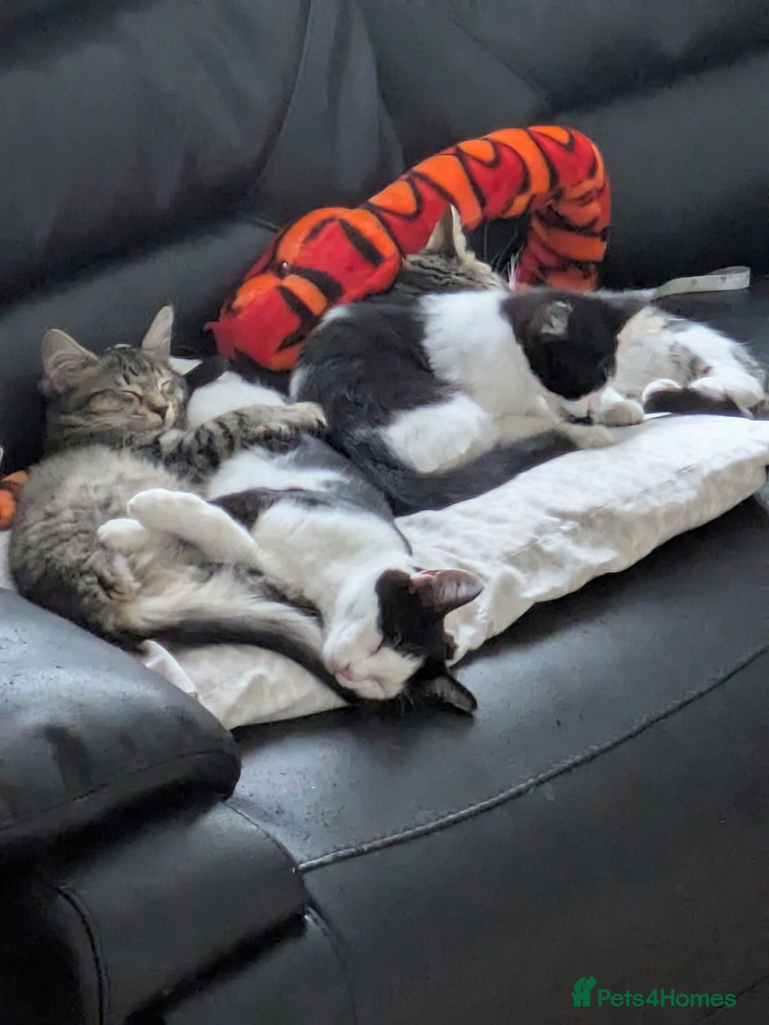 Domestic Shorthair cats for sale: Kind Homes Only – 4 Beautiful Healthy Kittens in Edgware - Image 13