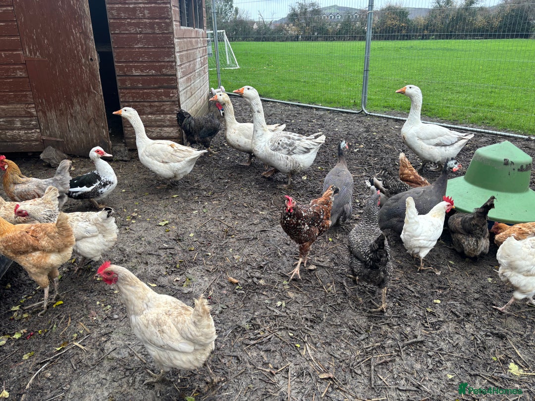 Chickens poultry for sale: Poultry for sale  - Advert 6