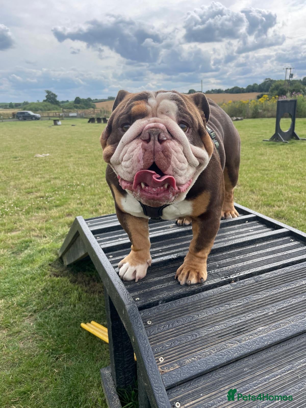English Bulldog dogs Lovely British Bulldog - Adult Home only - Advert 1