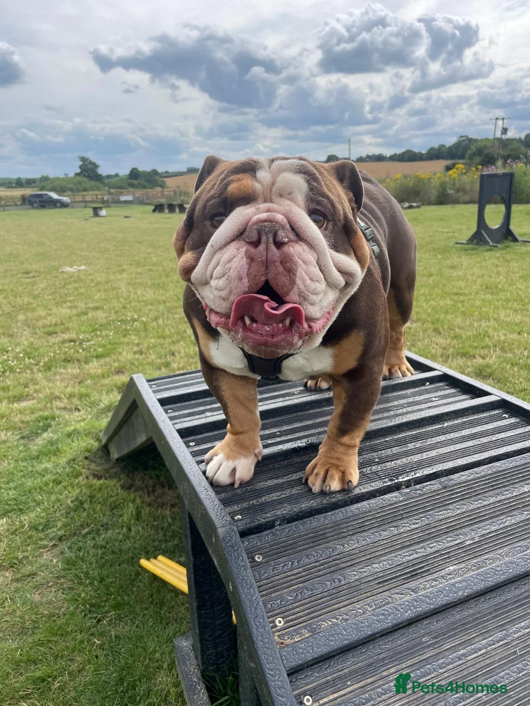 English Bulldog dogs for sale: Lovely British Bulldog - Adult Home only - Advert 1