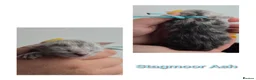 Maine Coon cats for sale: TICA Black Silver Shaded Maine Coon Kittens  - Advert 8