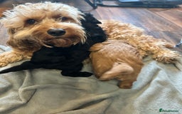 Cockapoo dogs for sale: Cockapoo puppies for Sale - Image 6