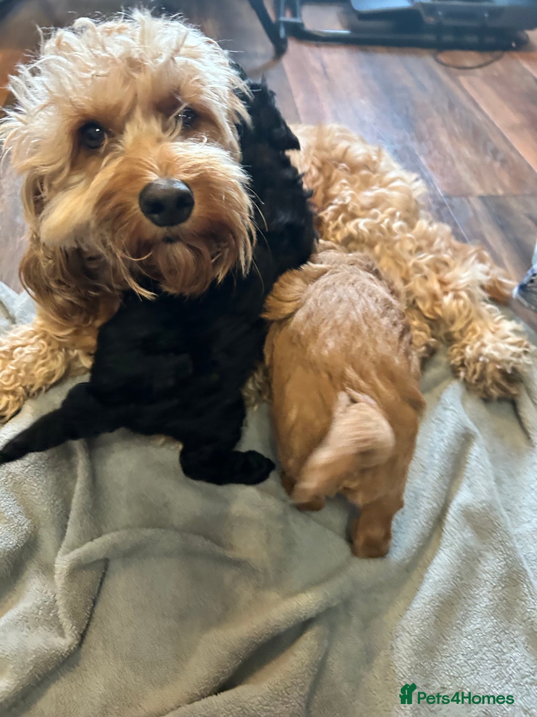 Cockapoo dogs for sale: Cockapoo puppies for Sale - Image 6