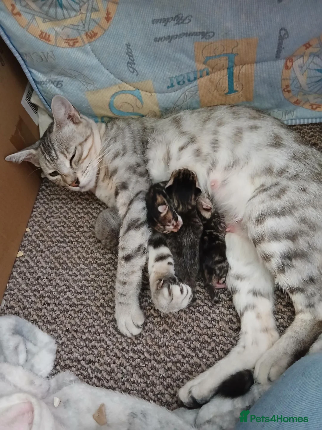 Mixed Breed cats for sale: Bengal cross kittens in Bellshill - Advert 2