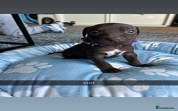 Staffordshire Bull Terrier dogs for sale: 9 Beautiful staffy X pups  - Image 8