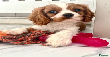 Cavalier King Charles Spaniel dogs - Advert 14