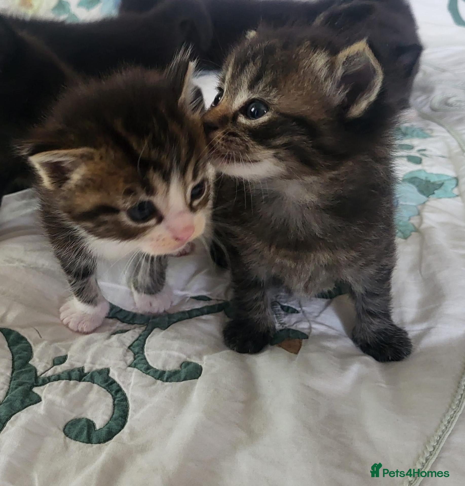 Mixed Breed cats Adorable and playful kittens - Advert 1