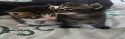 Mixed Breed cats for sale: Adorable and playful kittens - Advert 1