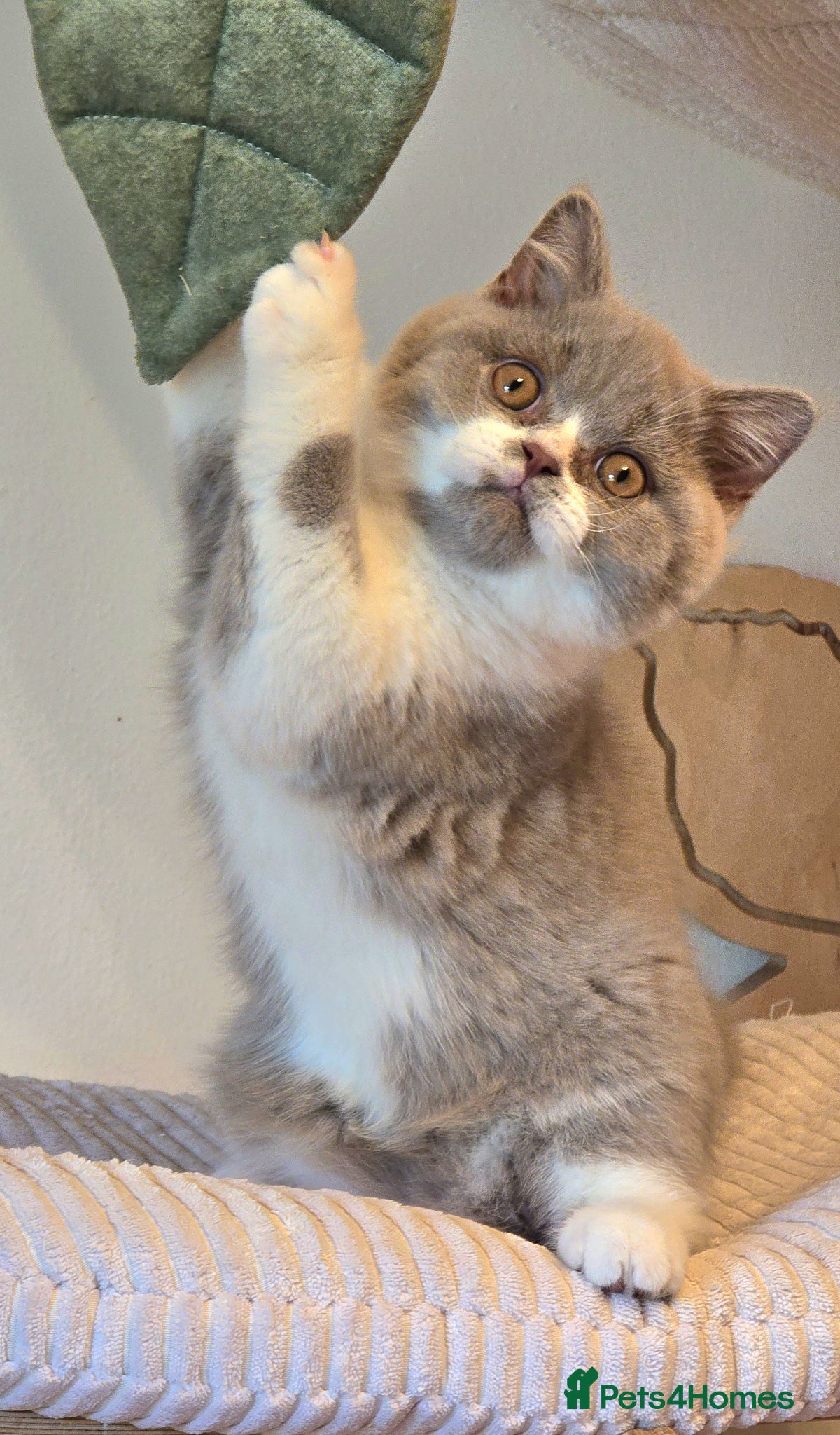 British Shorthair cats 💫 TICA pedigree reg British Shorthair Males - Advert 2