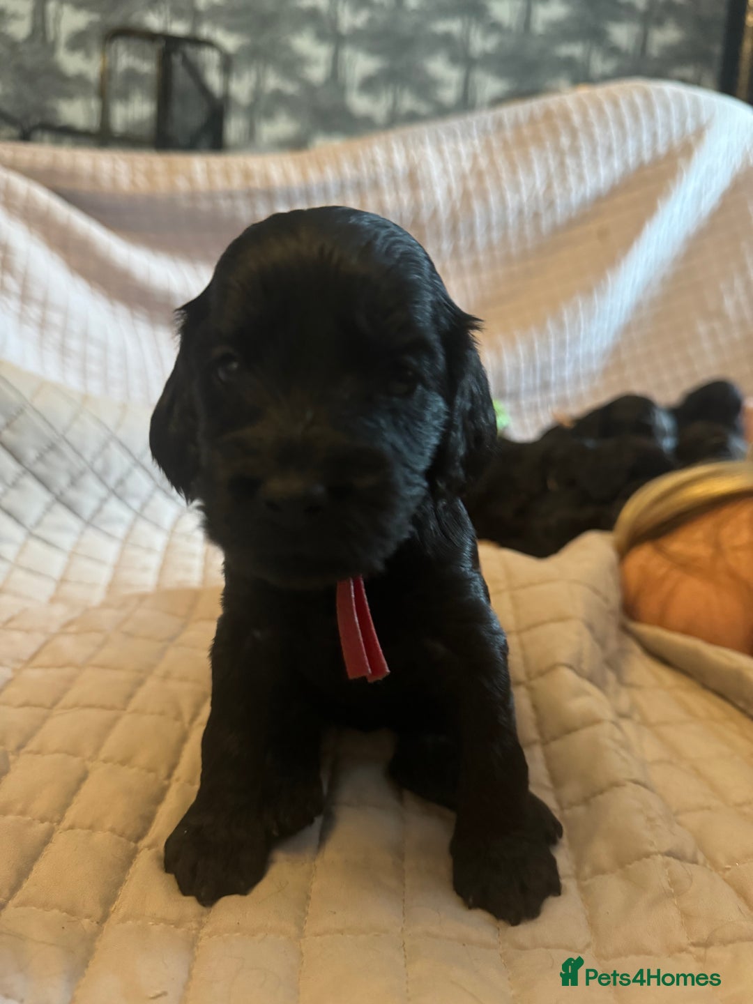 Cockapoo dogs for sale: F1 Cockapoo Puppies - Image 5