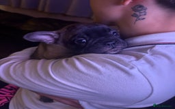 French Bulldog dogs for sale: Two French bulldog pups - Image 4