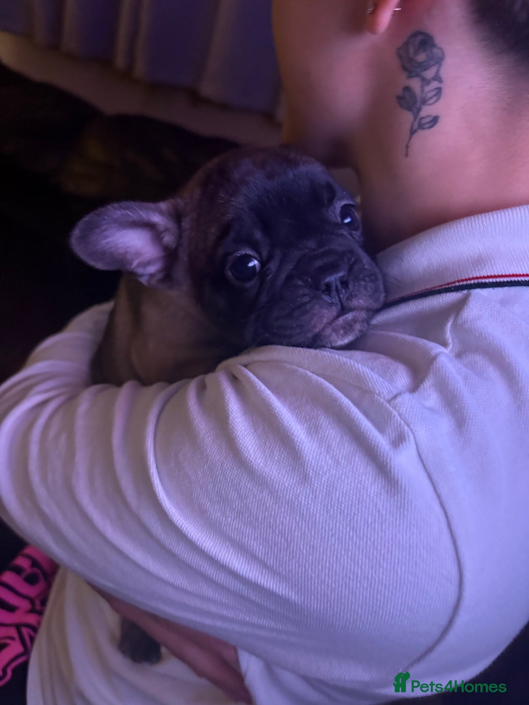 French Bulldog dogs for sale: Two French bulldog pups - Image 4