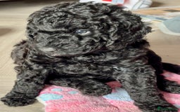 Australian Labradoodle dogs for sale: Stunning Genuine Australian Labradoodles  - Image 38