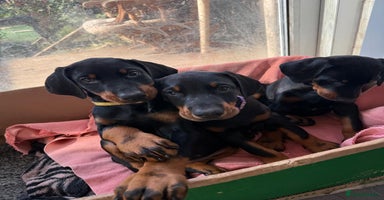 Dobermann dogs - Advert 2